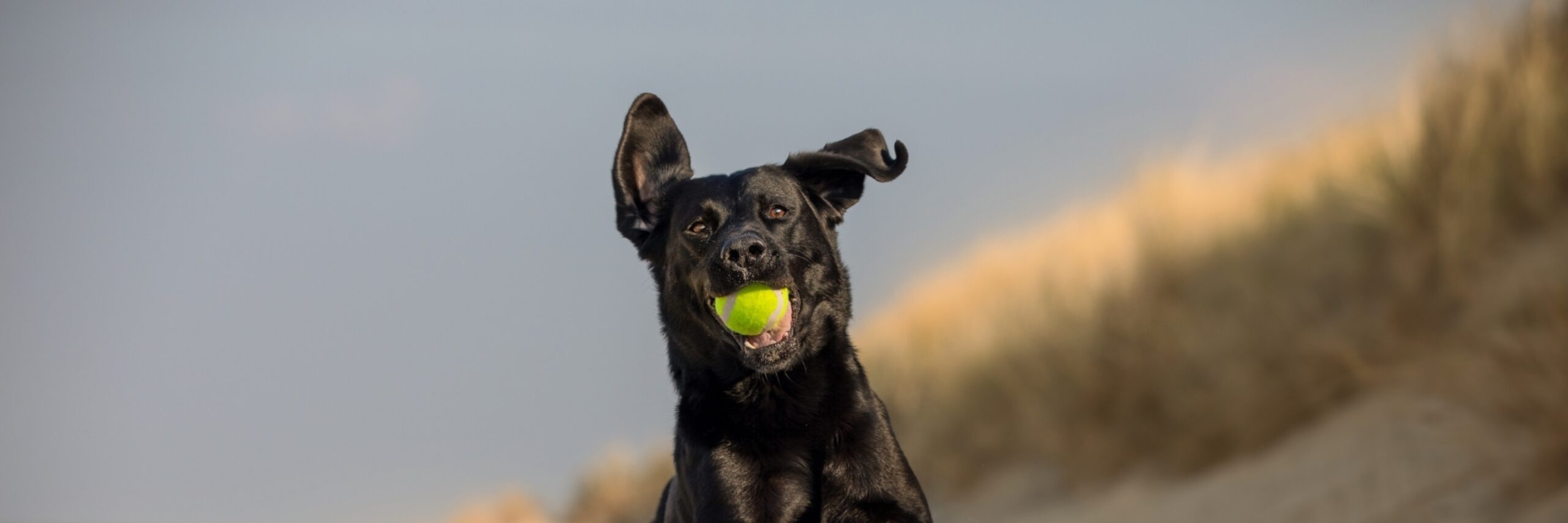 Fotowedstrijd Hond op Texel