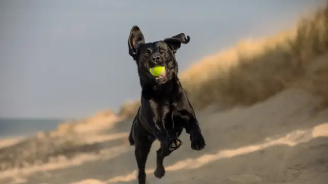 Fotowedstrijd Hond op Texel
