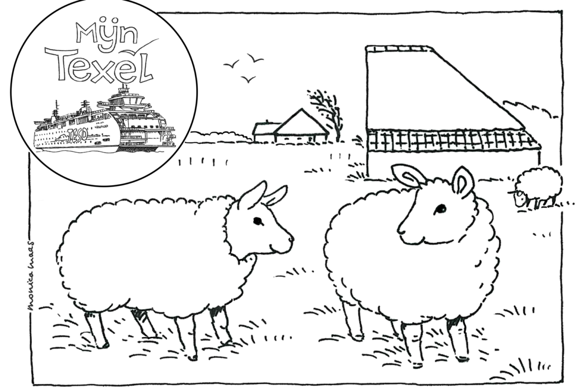 Kleurplaat Schapen op Texel | VVV Texel