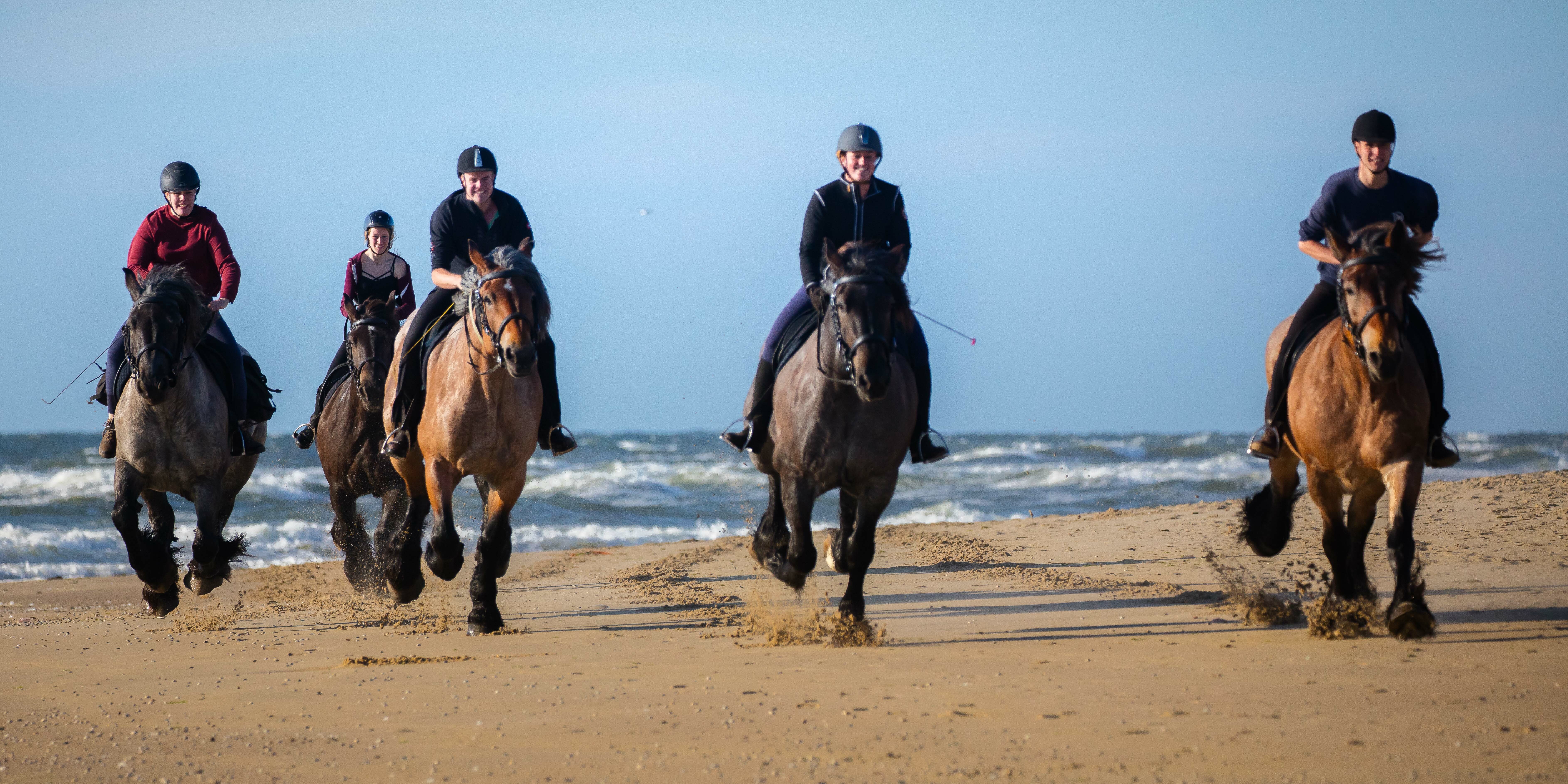 Strandrit met trekpaarden VVV Texel