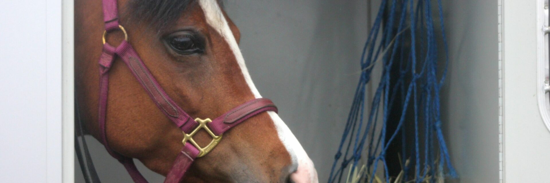 Je eigen paard mee naar Texel? | VVV Texel