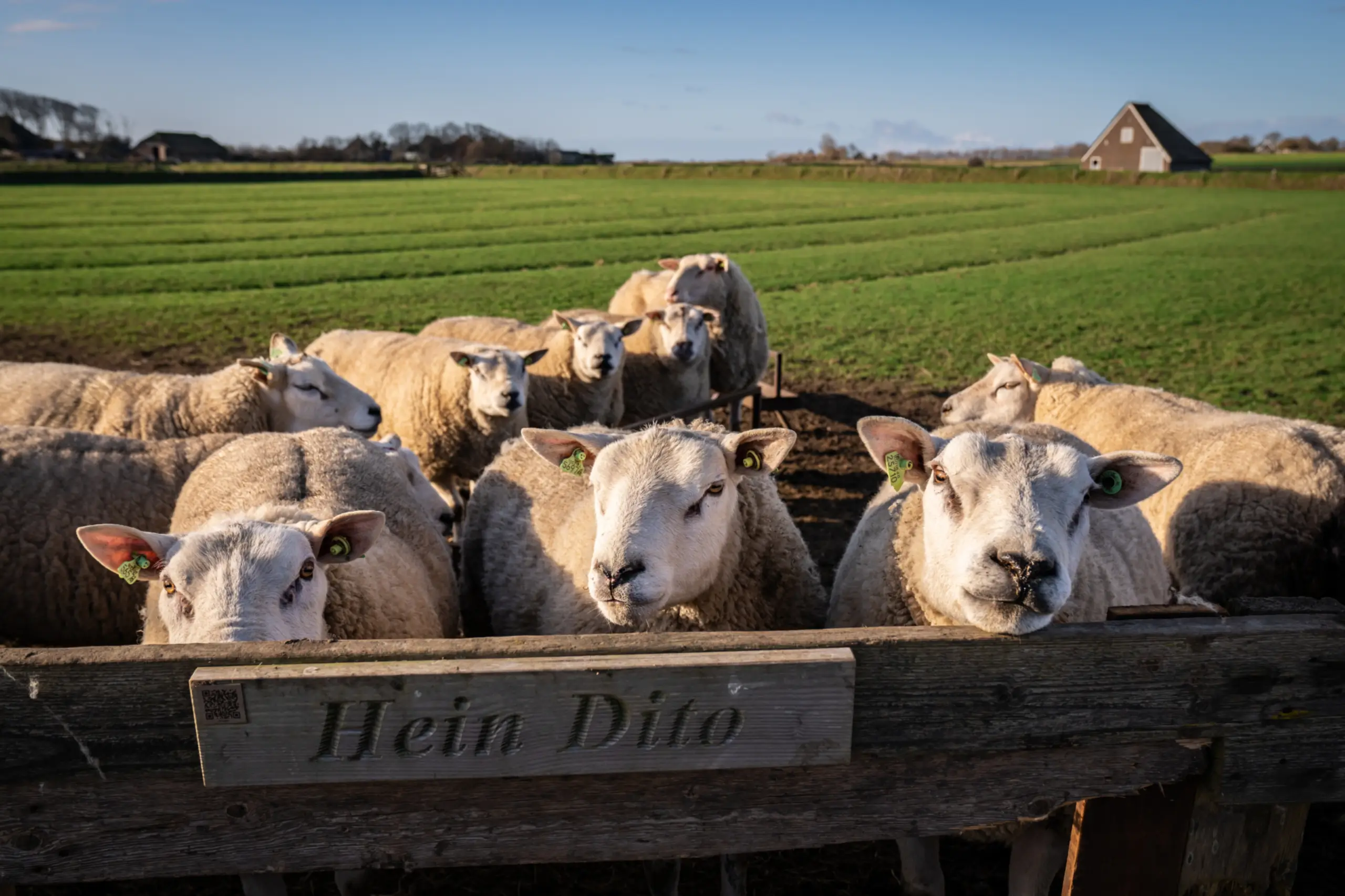 Schapen van De Waddel