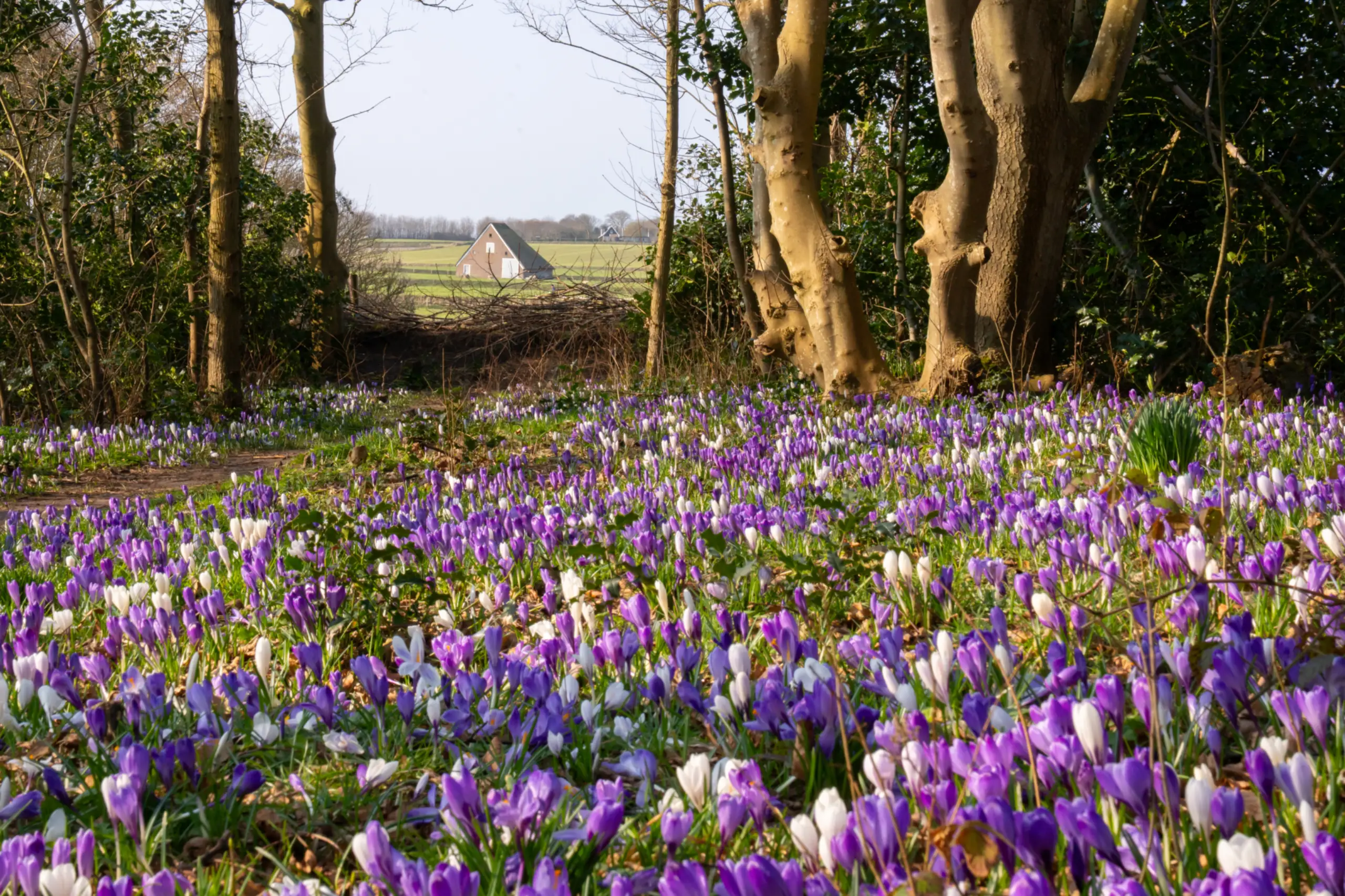 Krokussen in 't Bossie
