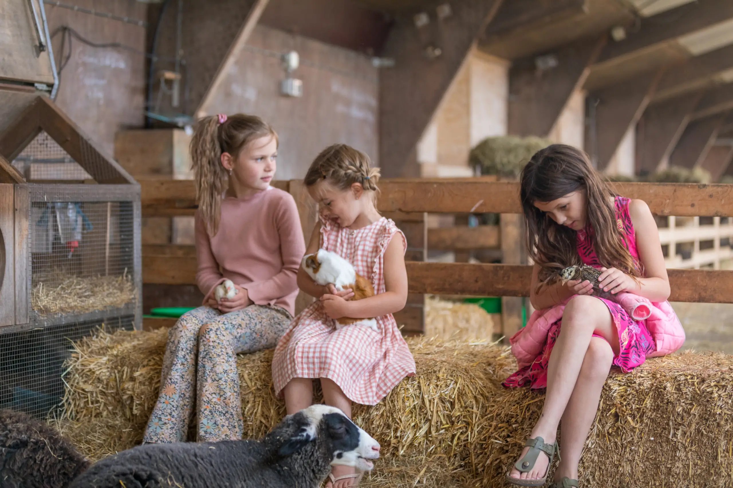 Kinderen knuffelen dieren op Schapenboerderij