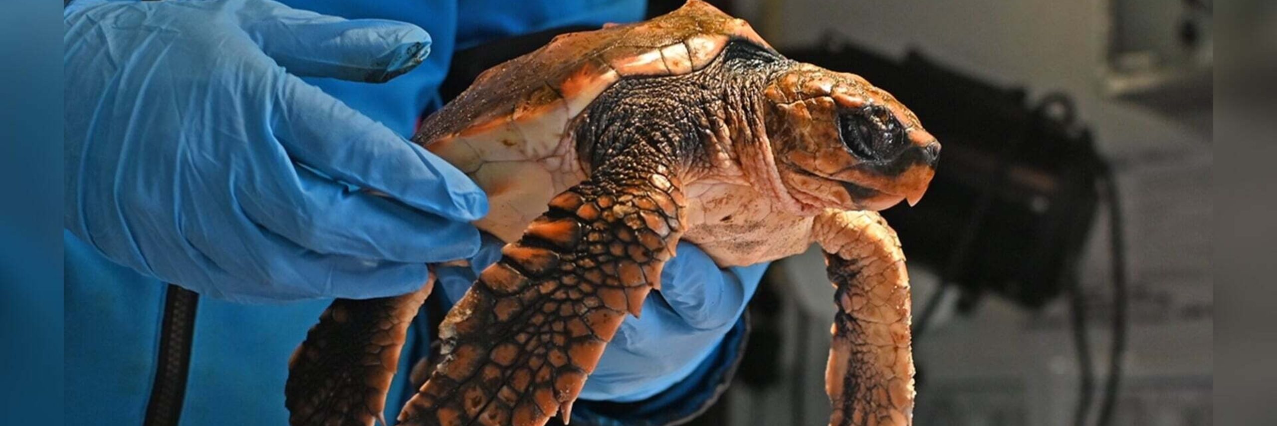 Lezing Zeeschildpadden Ecomare