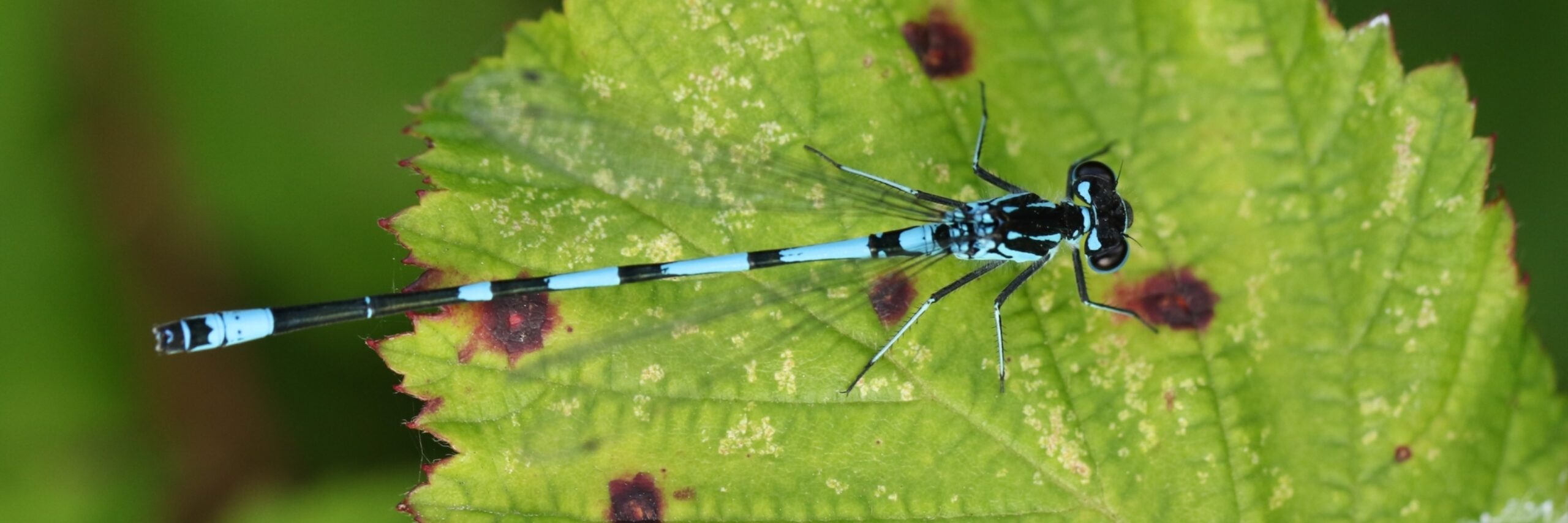 Variabele waterjuffer artikel Krimbos shutterstock 2473846955