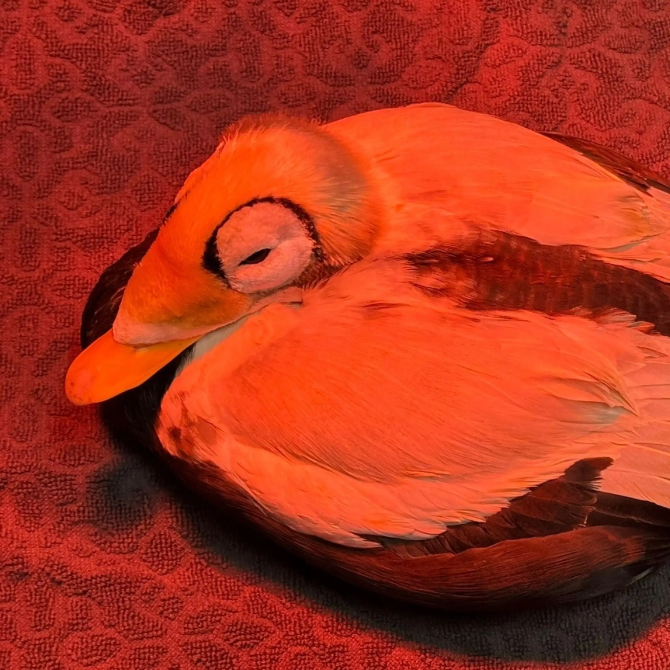 De brileider bij Ecomare