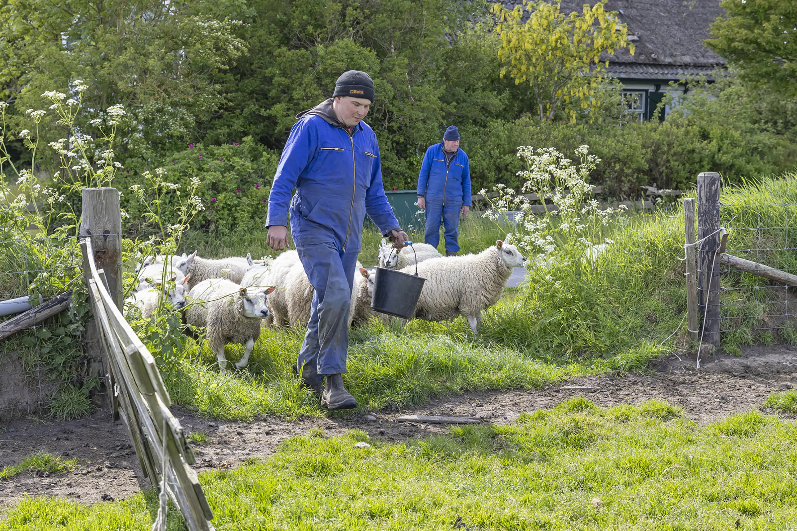 IJsbrand Kikkert met zijn schapen op de aangekochte grond