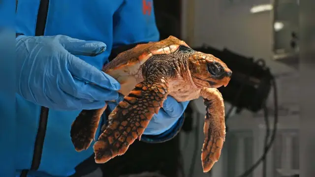 Lezing Zeeschildpadden Ecomare