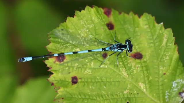 Variabele waterjuffer artikel Krimbos shutterstock 2473846955