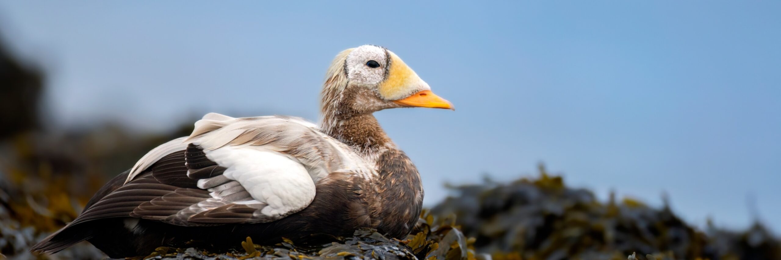 Brileider, november 2025