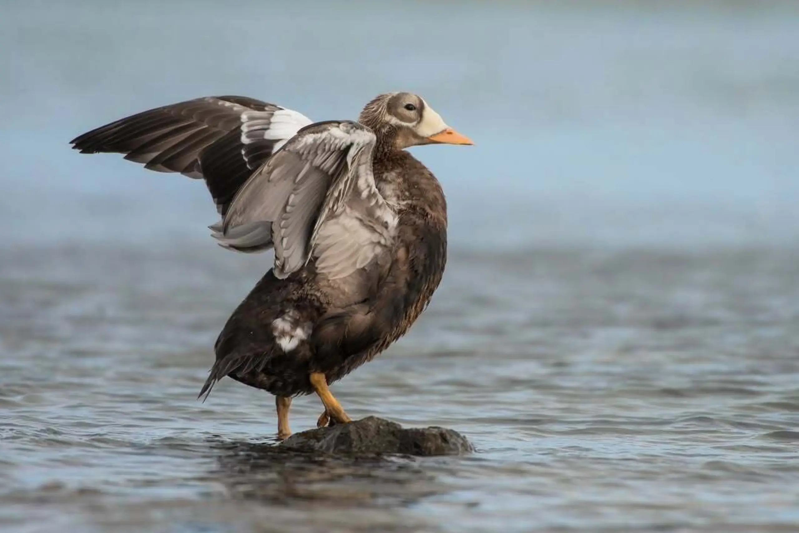 De brileider nabij Oosterend