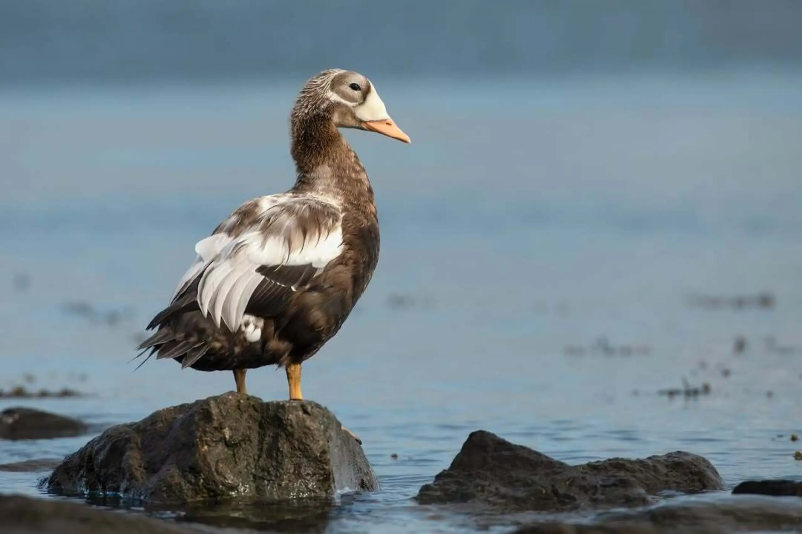 De brileider nabij Oosterend