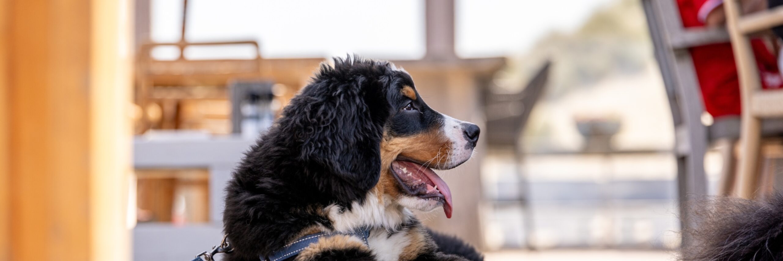 Berner Sennen hond op strandpaviljoen - Familie de Wilde van Keken
