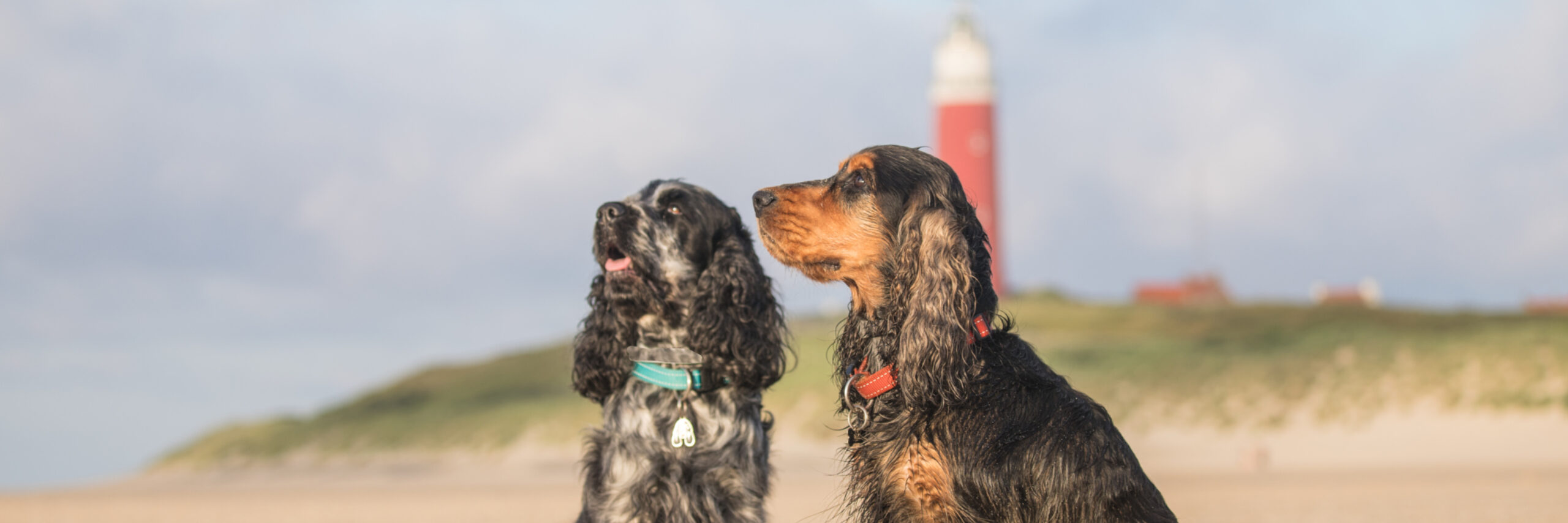 Blue Branko vuurtoren 1 van 1