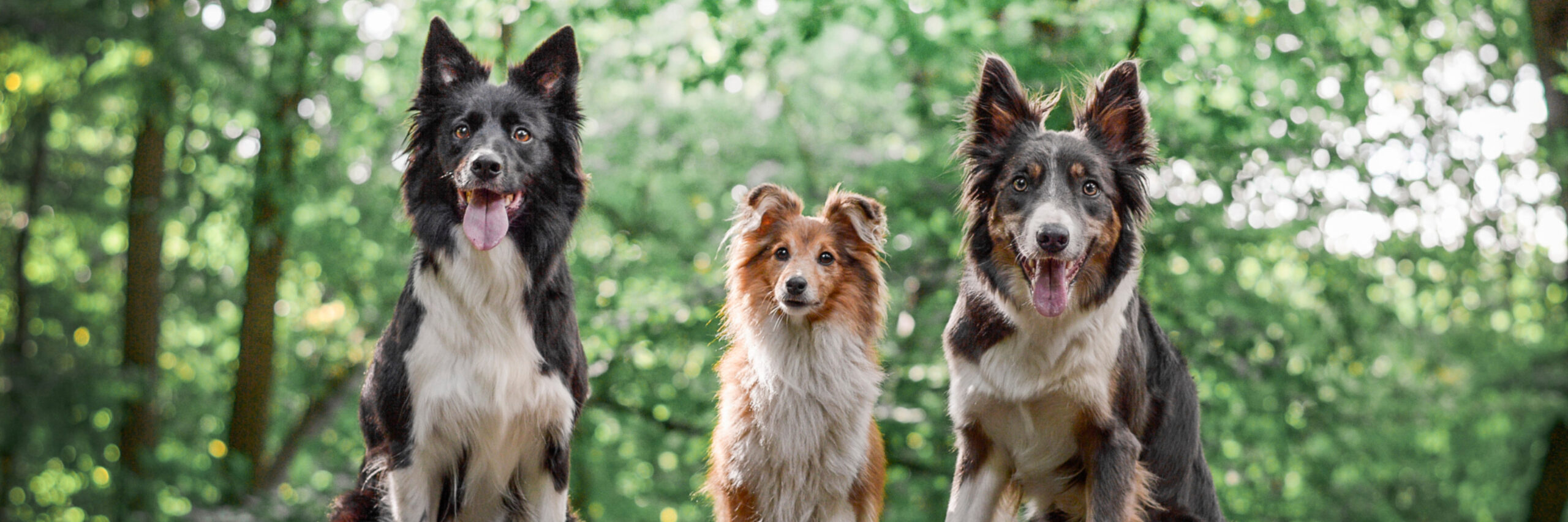 Drie honden in het bos