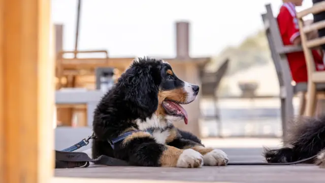 Berner Sennen hond op strandpaviljoen - Familie de Wilde van Keken
