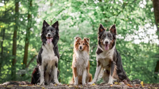 Drie honden shutterstock 1499914706