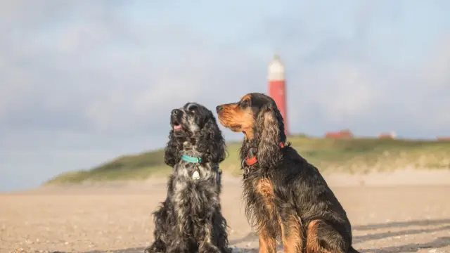 Blue Branko vuurtoren 1 van 1
