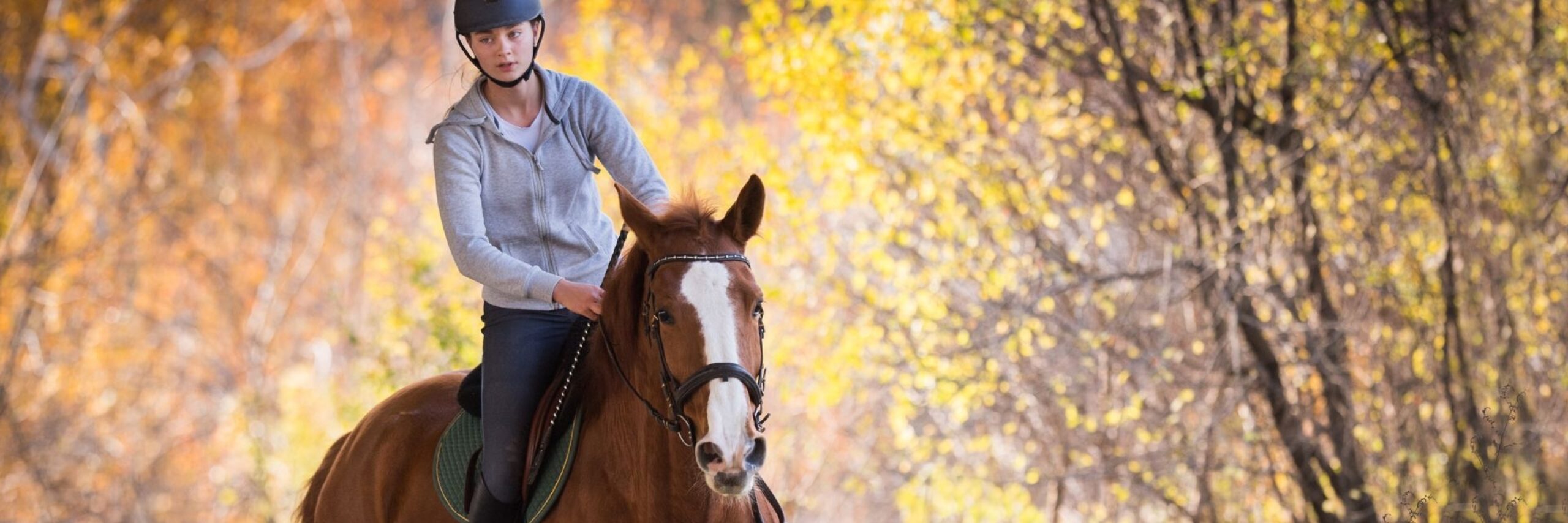 Paardrijden in het bos