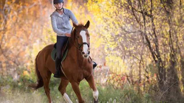 Paardrijden in het bos