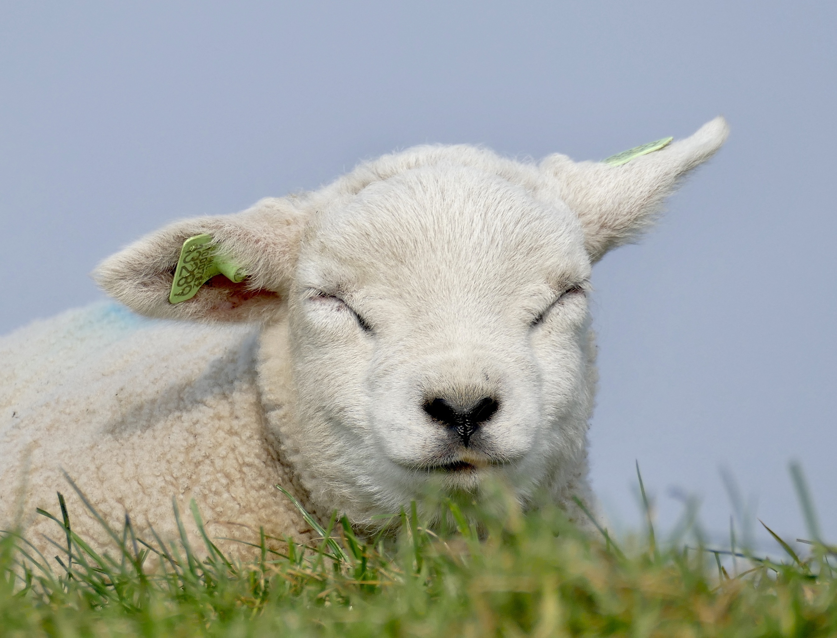 Op zoek naar de lammetjes op Texel? Hier vind je ze! | VVV Texel