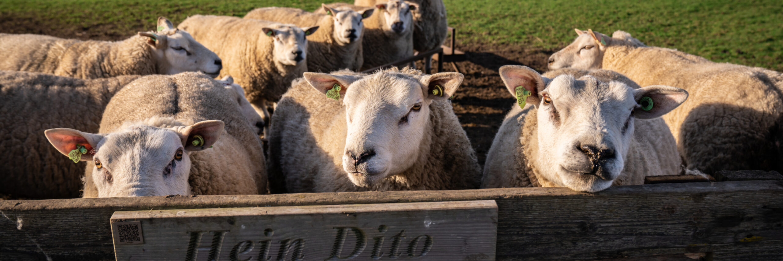 Schapen op de Hoge Berg bij Schapenbedrijf De Waddel