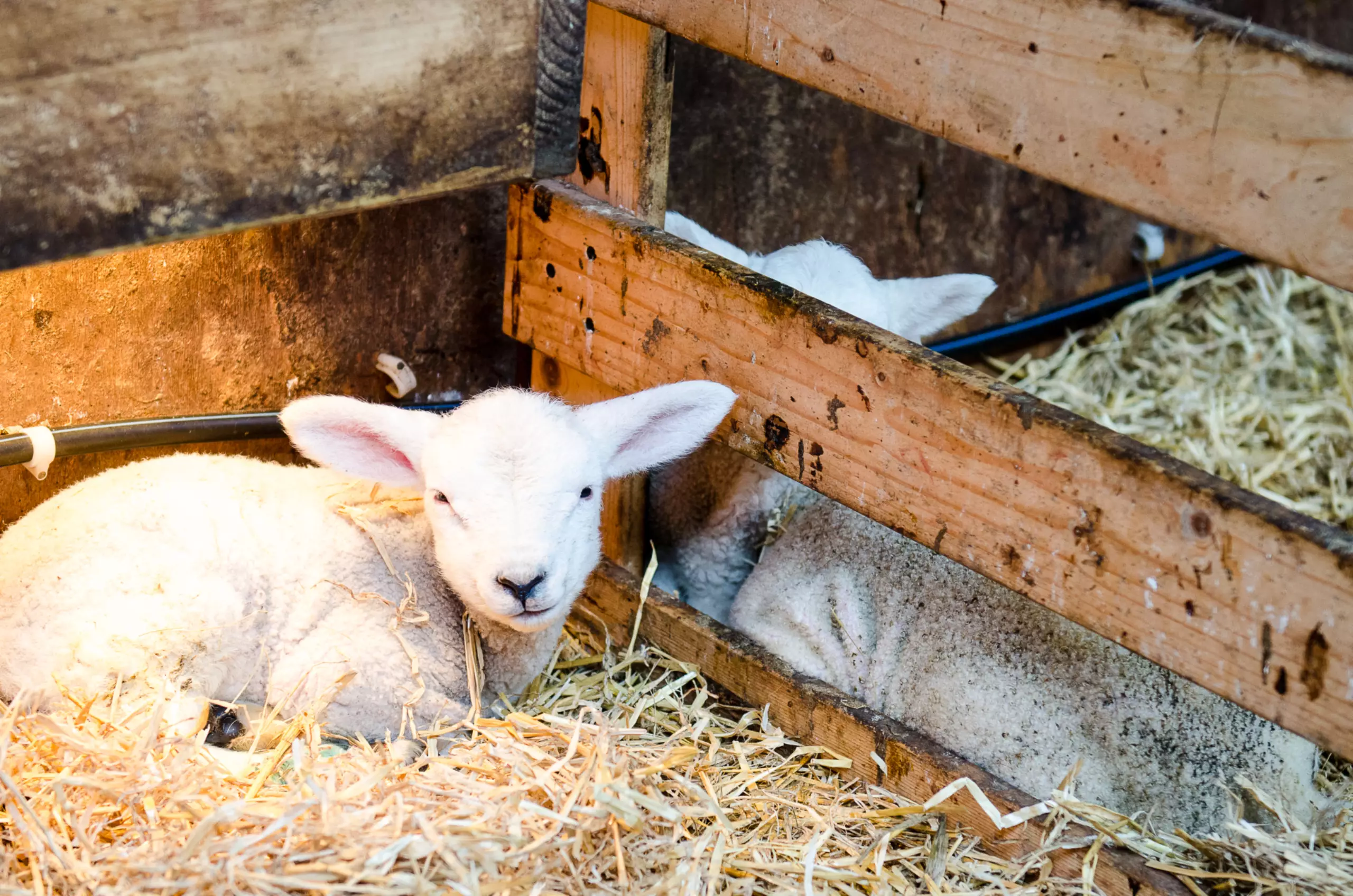 Lammetje bij Schapenboerderij Texel