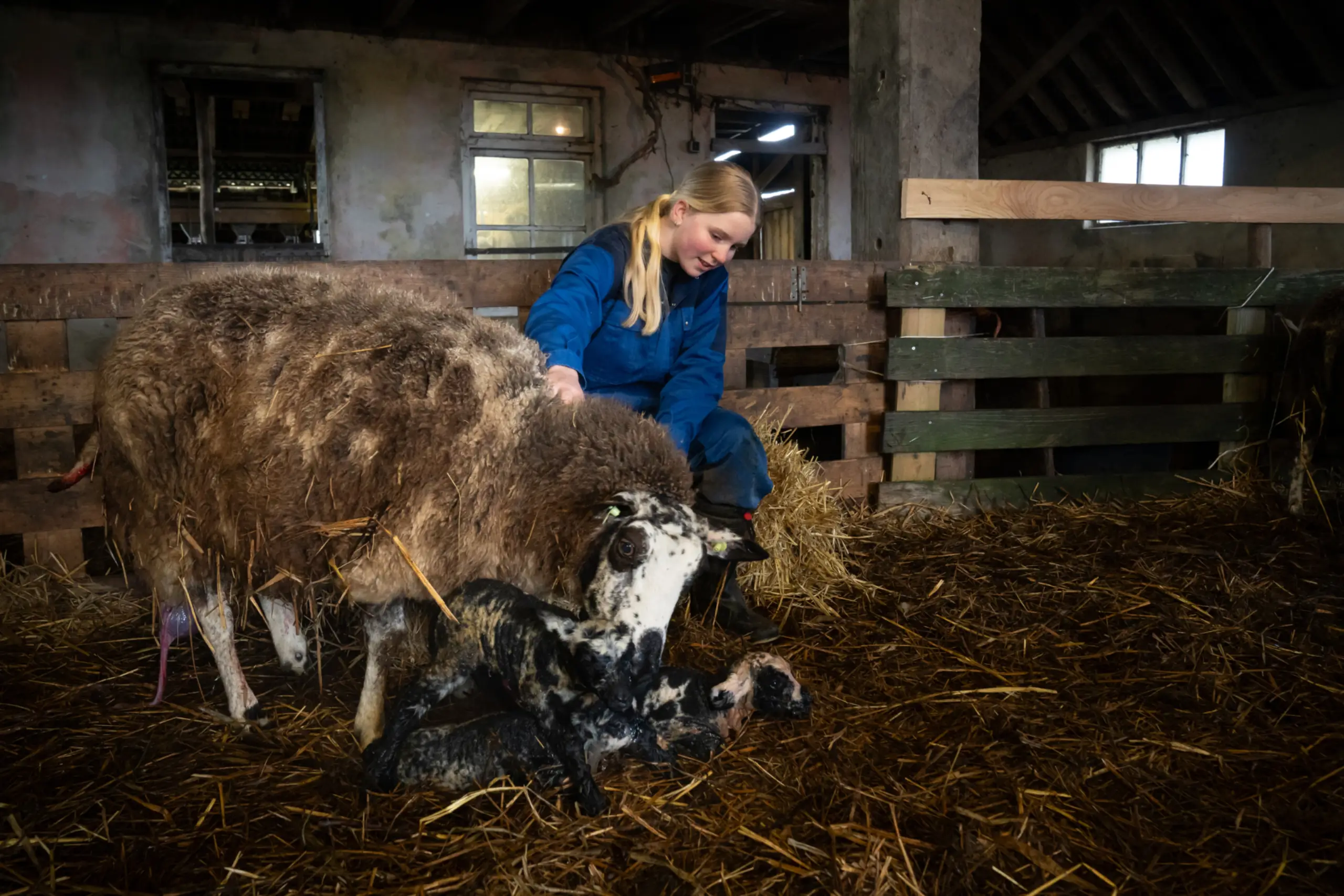 Een jonge schapenboer bij De Waddel