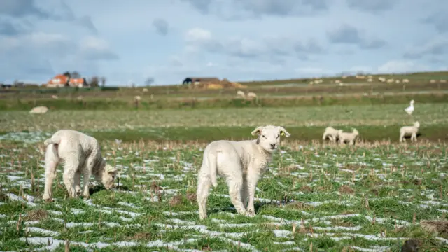 Lammetjes in de sneeuw