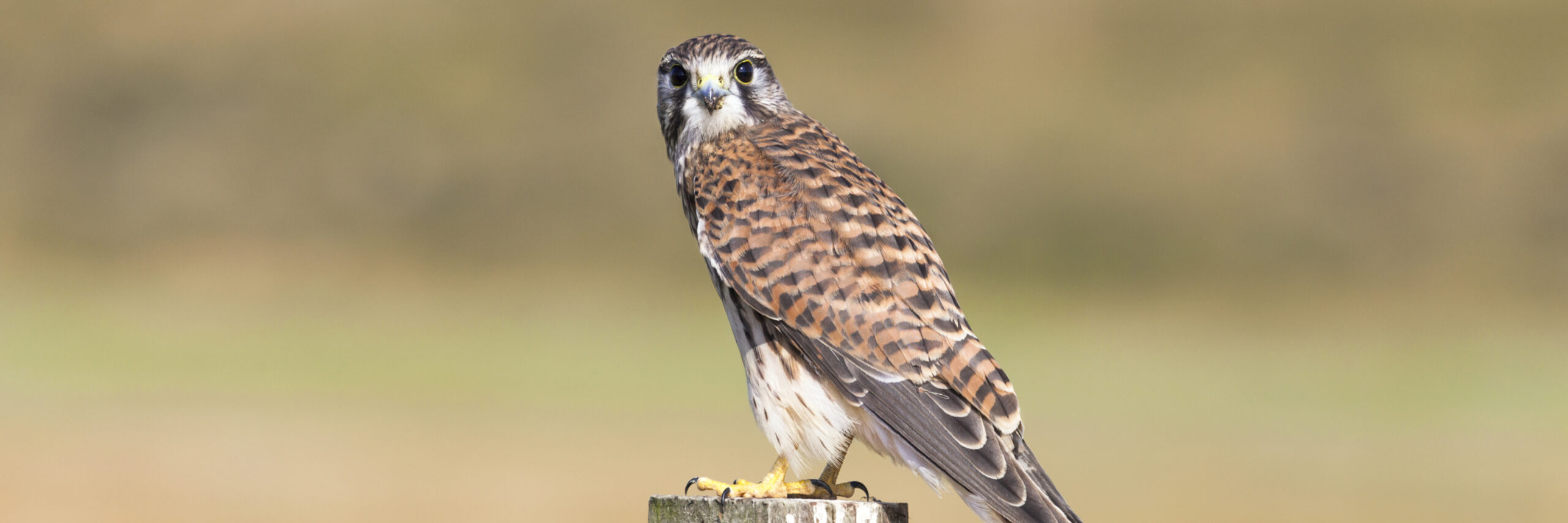 Torenvalk op Texel shutterstock 147266828