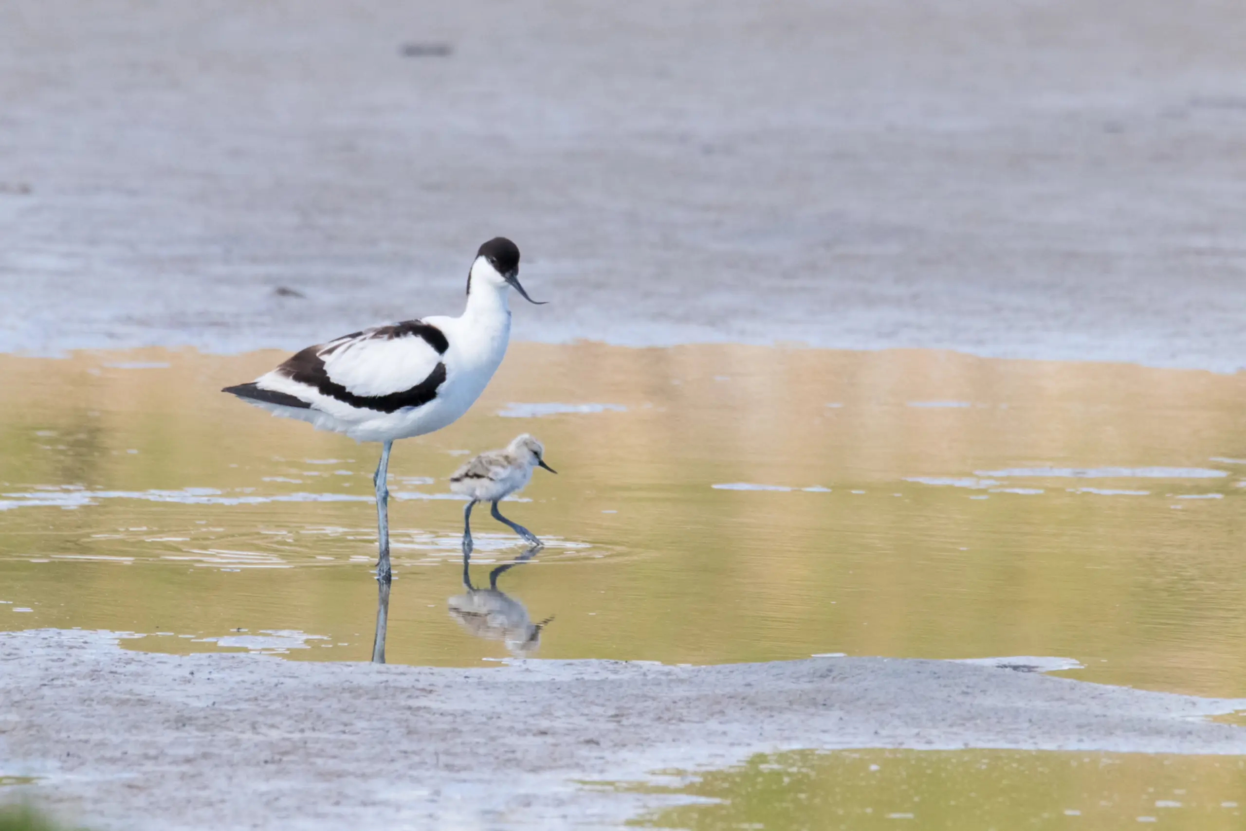 Avocet with chick