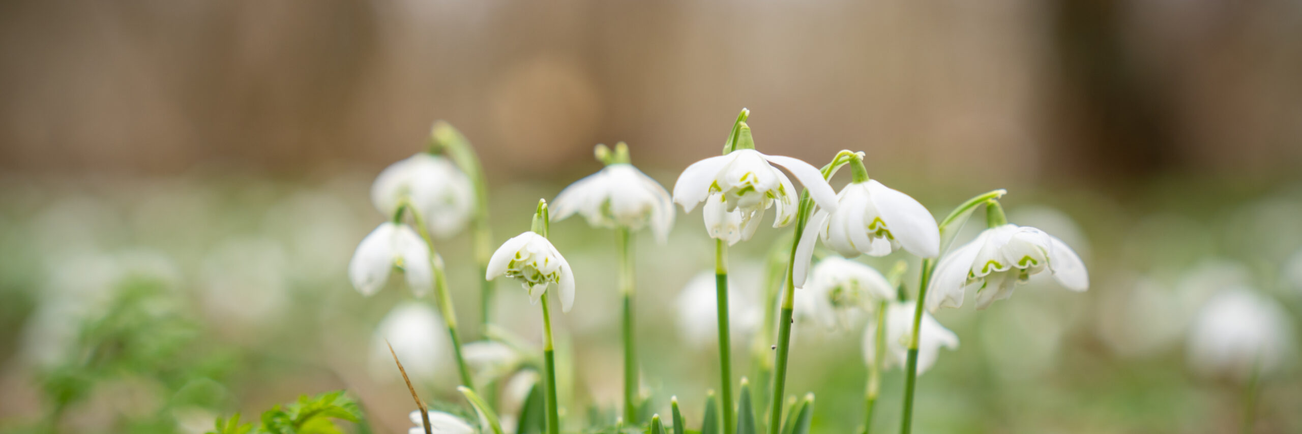 Sneeuwklokjes