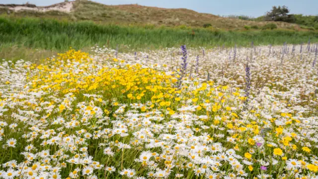 Plukveld Bloemrijk Texel