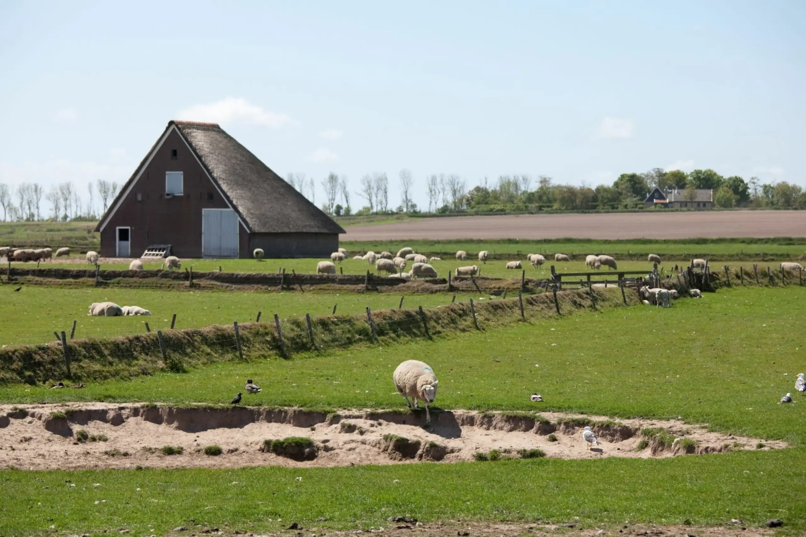 De Hoge Berg met schapenboet