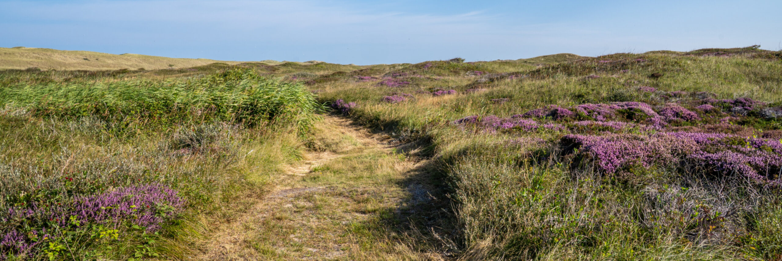 Westerduinen groene pad VVV03251