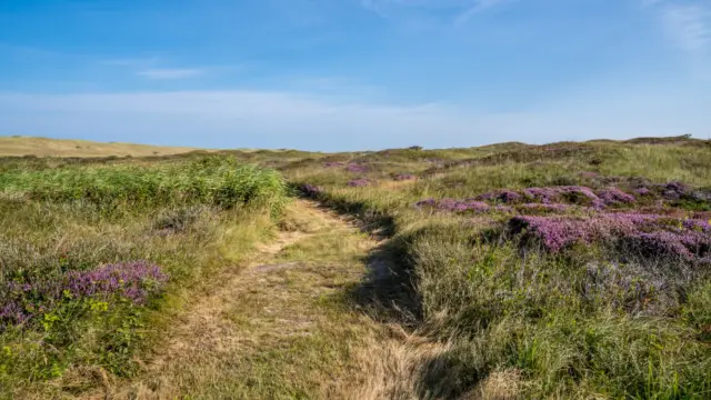 Westerduinen groene pad VVV03251