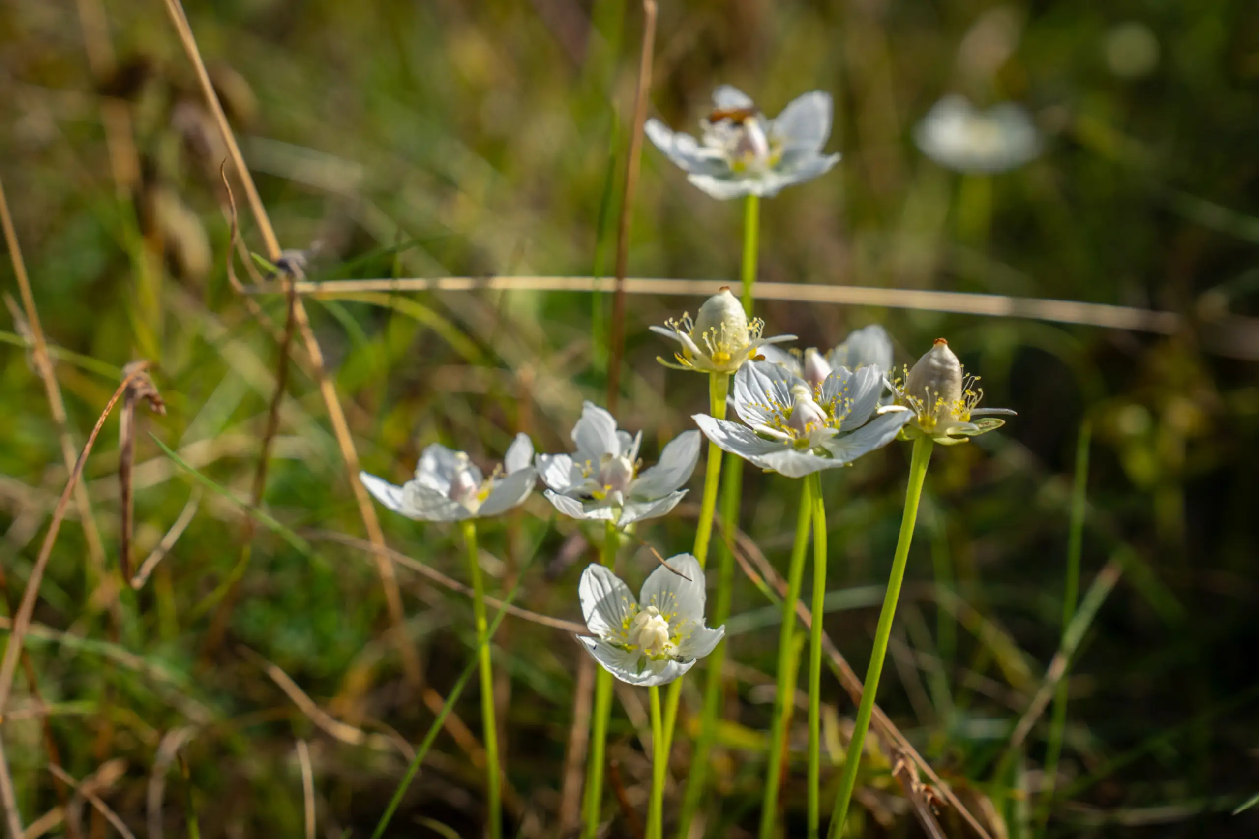 Parnassia in de polder Ceres