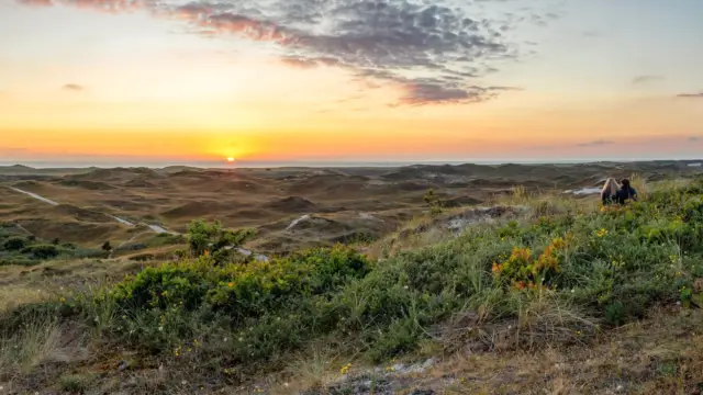 Stel in de duinen bij de zonsondergang VVV Texel fotograaf Justin Sinner vrij voor online gebruik vvv