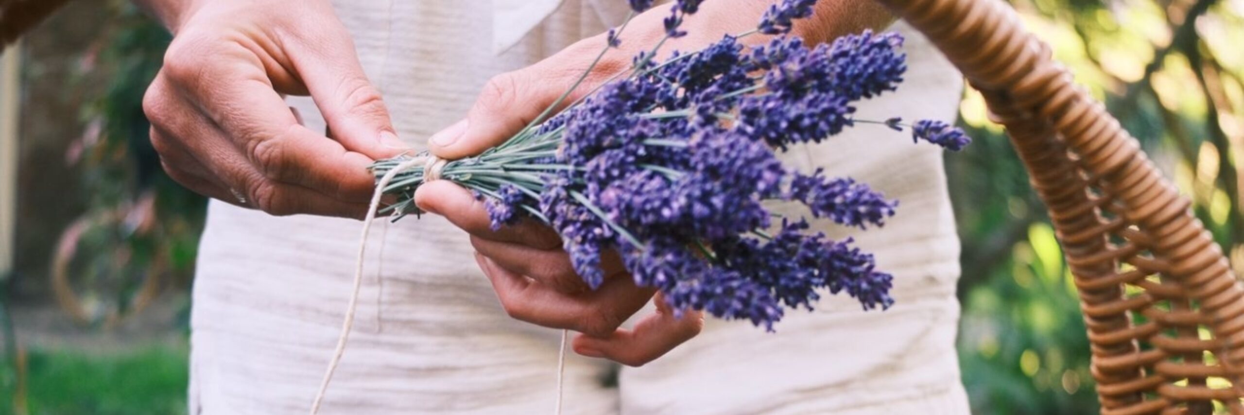 Texelse Lavendel