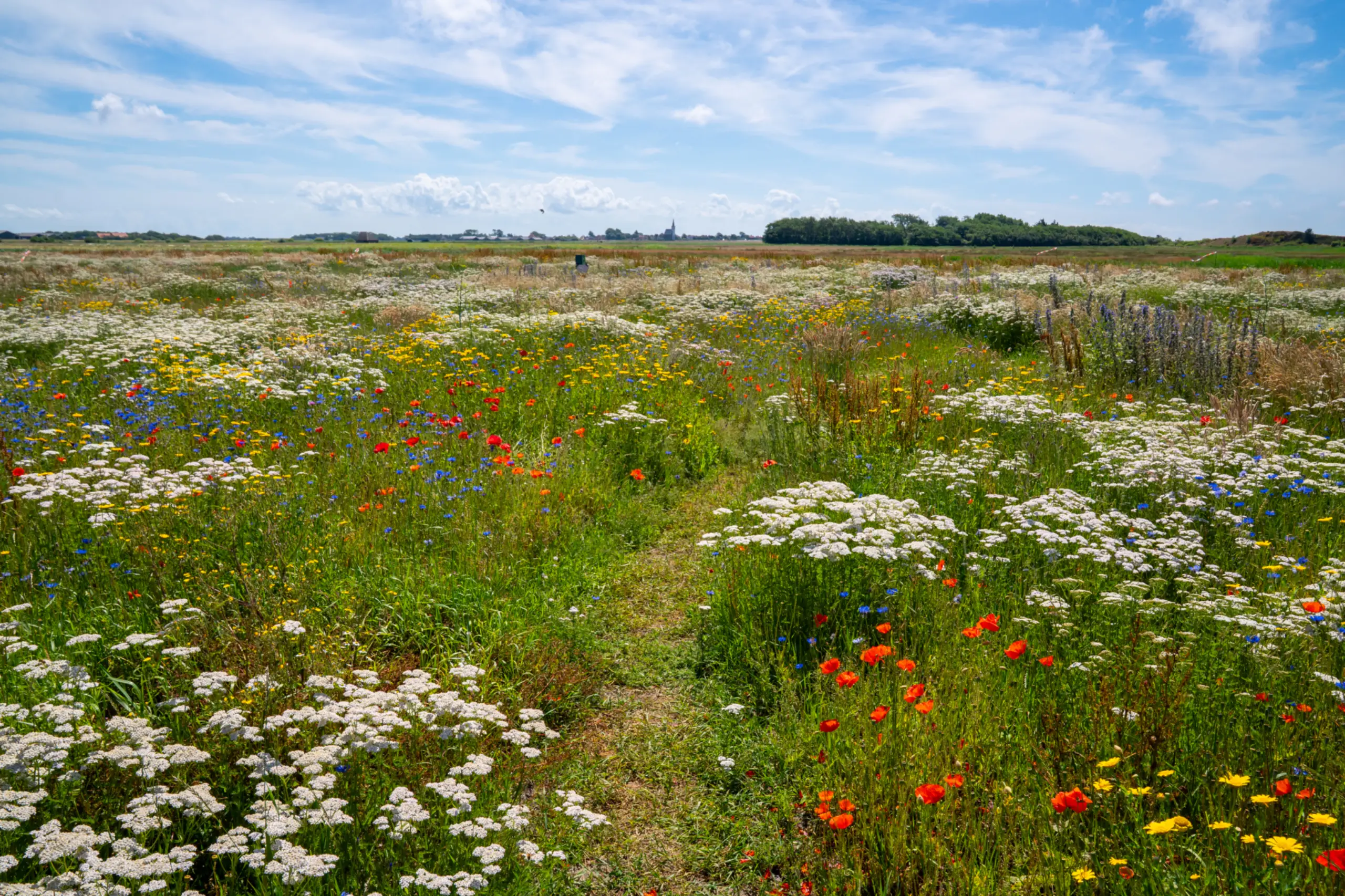 Flower field Bloemrijk Texel juni 2026