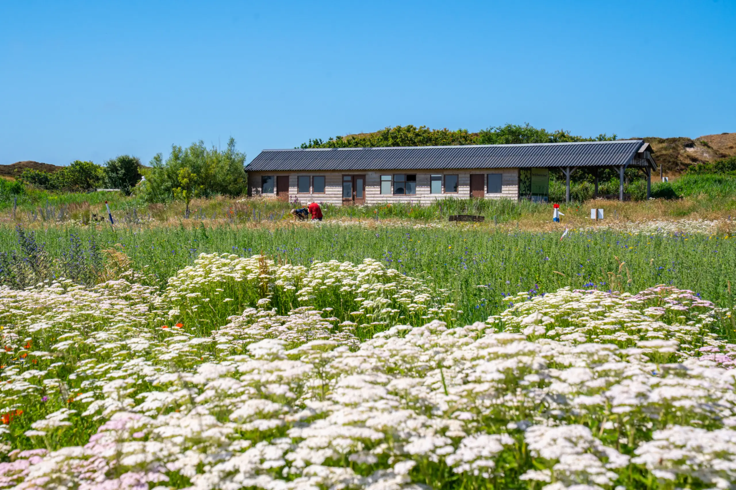 Bloemenveld Bloemrijk Texel juni 2026