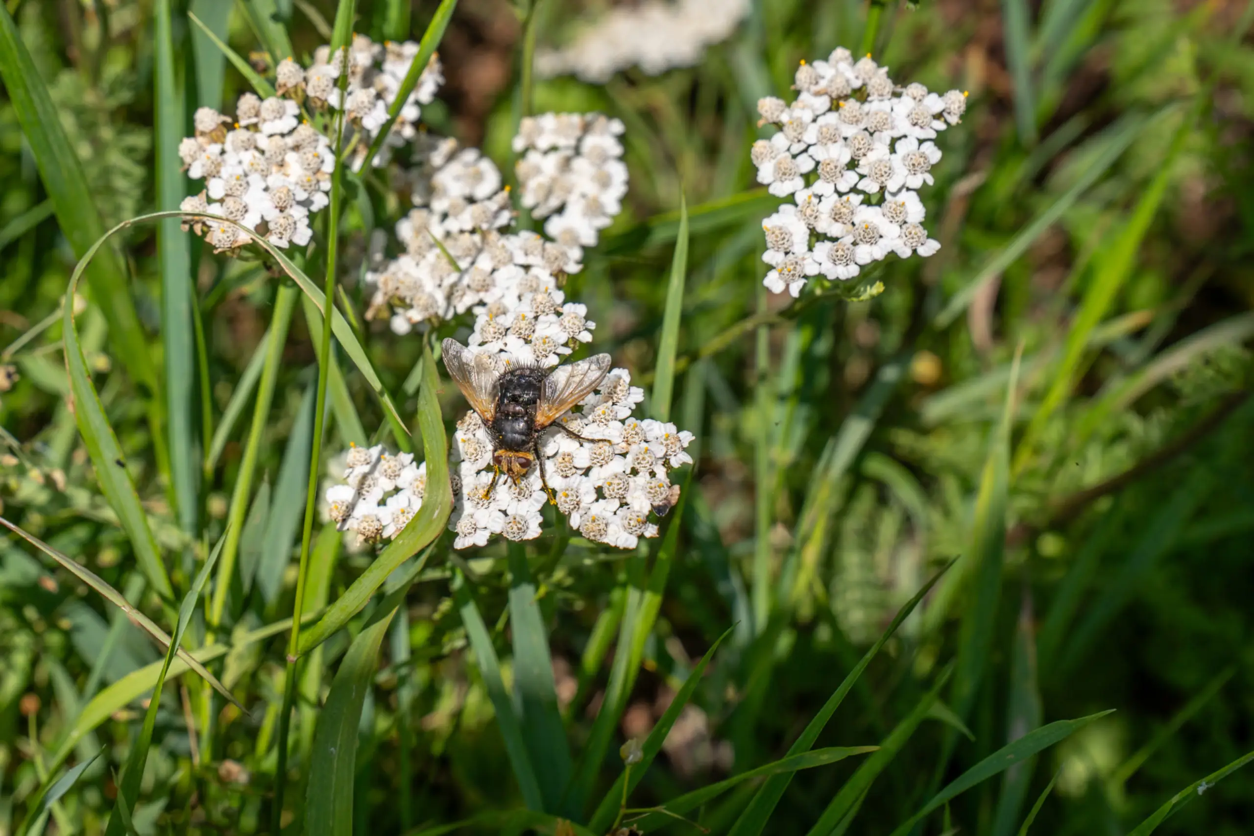 Bloemenveld Bloemrijk Texel juni 2026