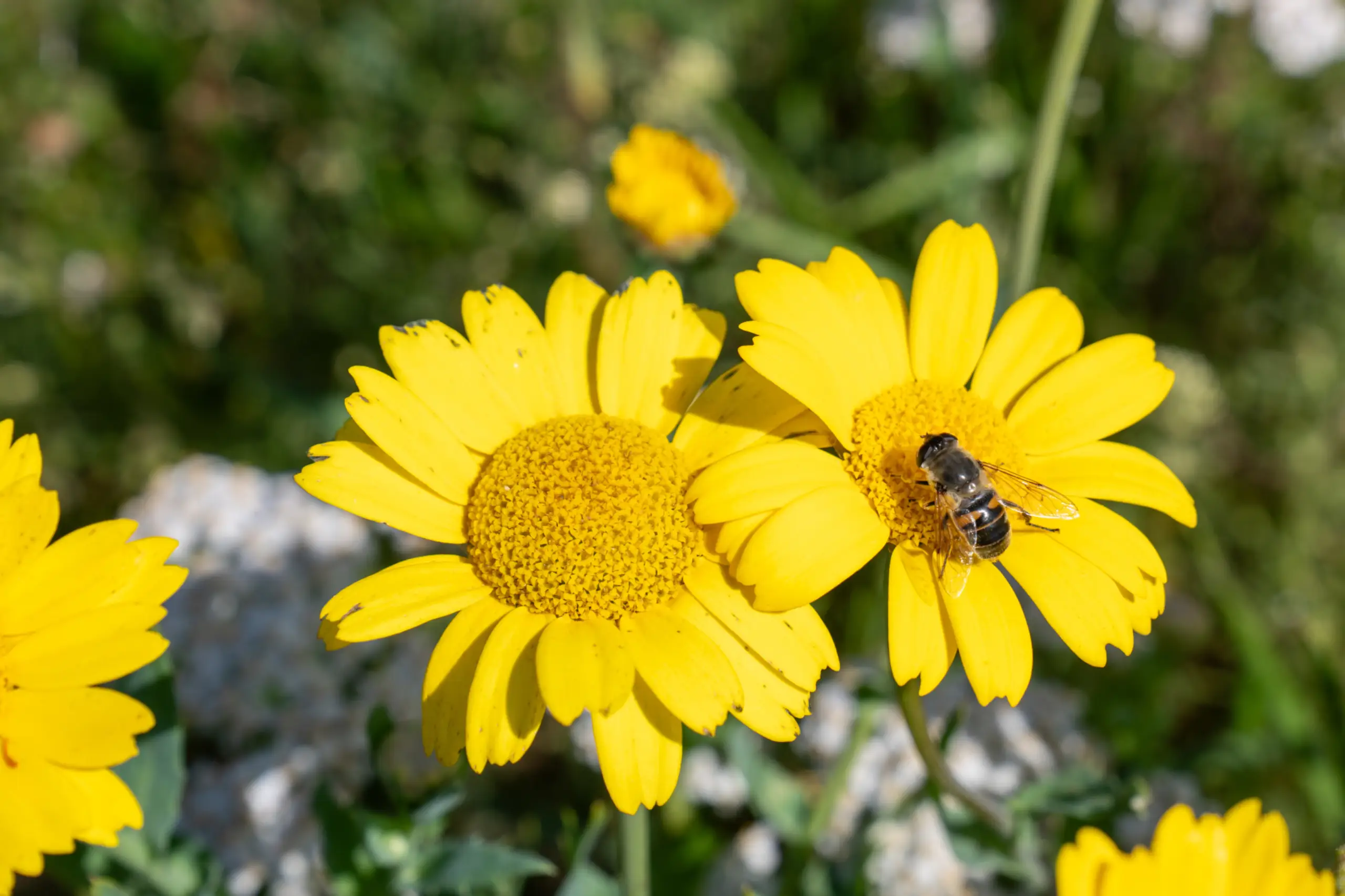 Bloemenveld Bloemrijk Texel juni 2026