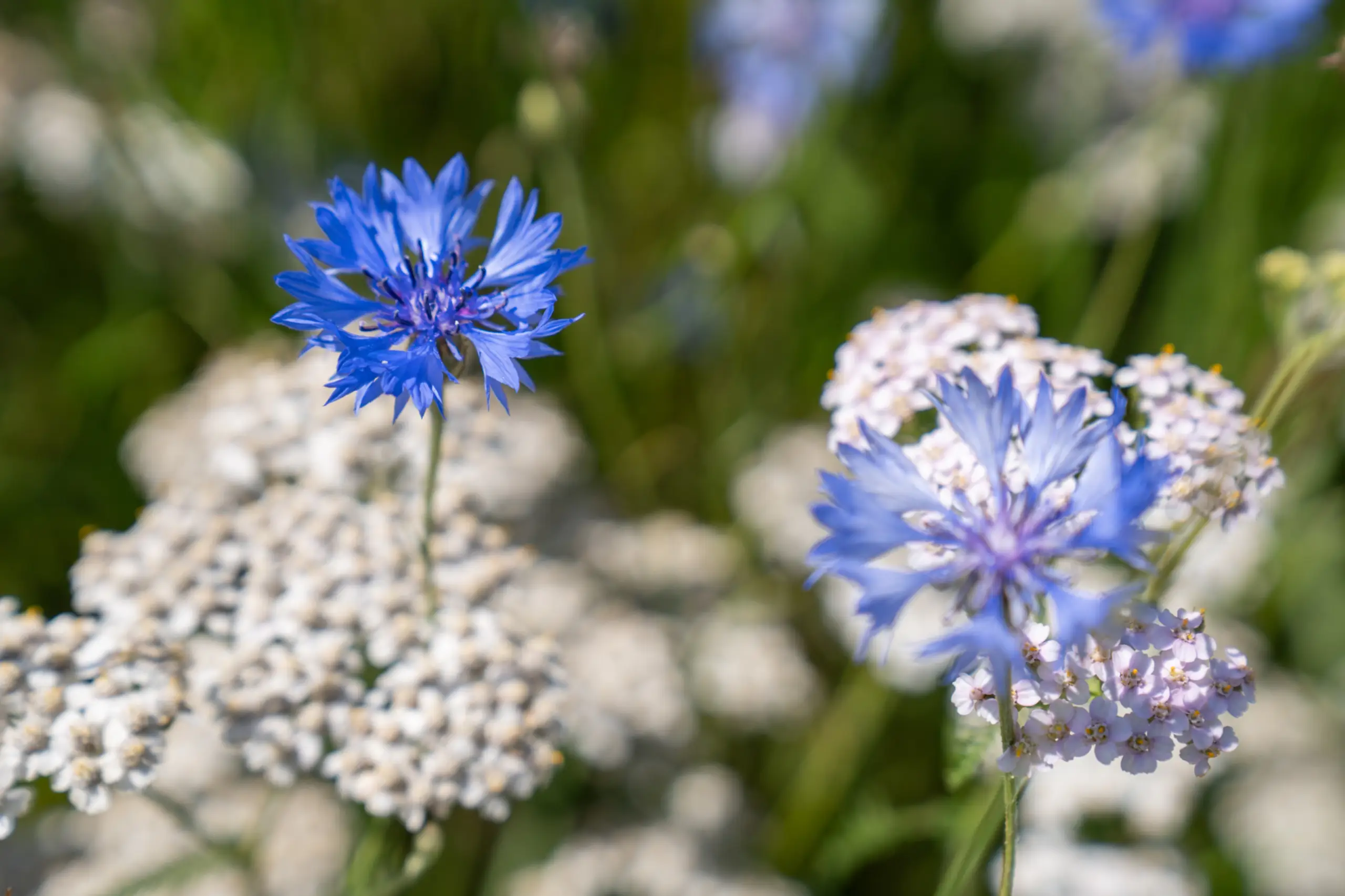 Bloemenveld Bloemrijk Texel juni 2026
