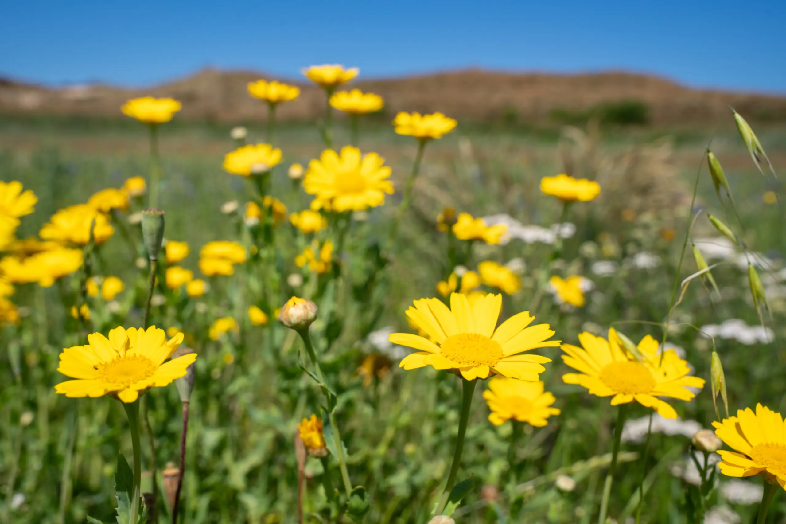 Bloemenveld Bloemrijk Texel juni 2026