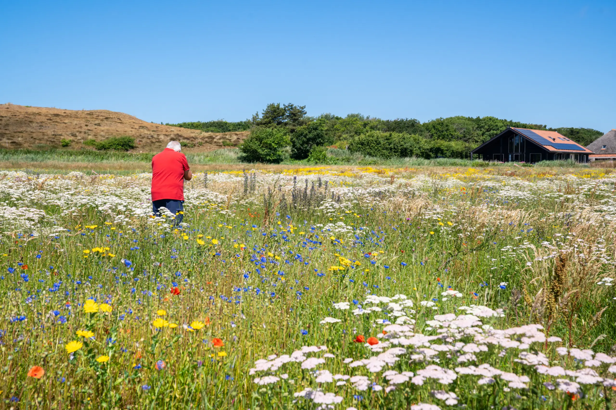Bloemenveld Bloemrijk Texel juni 2026 VVV05610