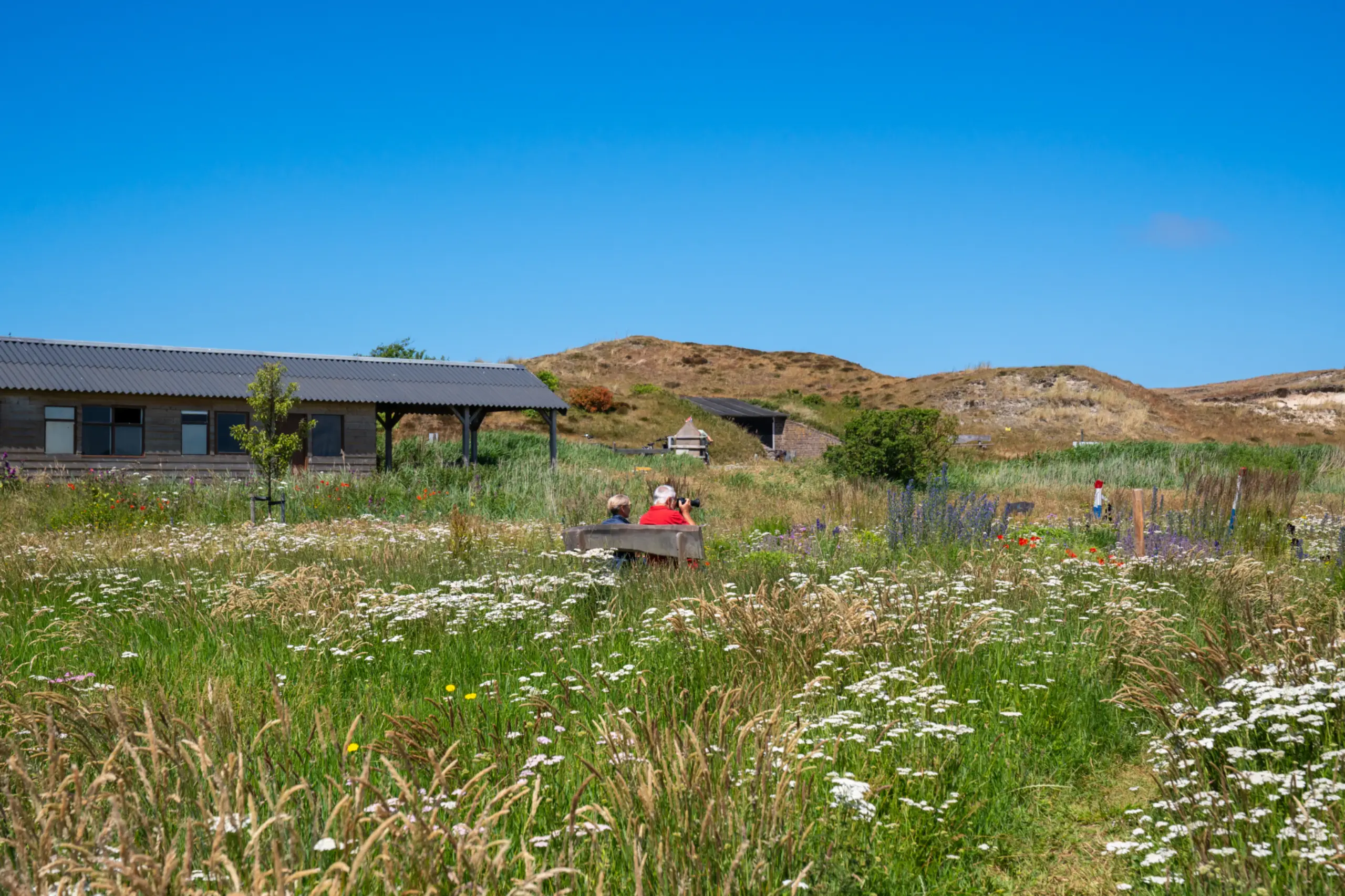 Bloemenveld Bloemrijk Texel juni 2026 VVV05623