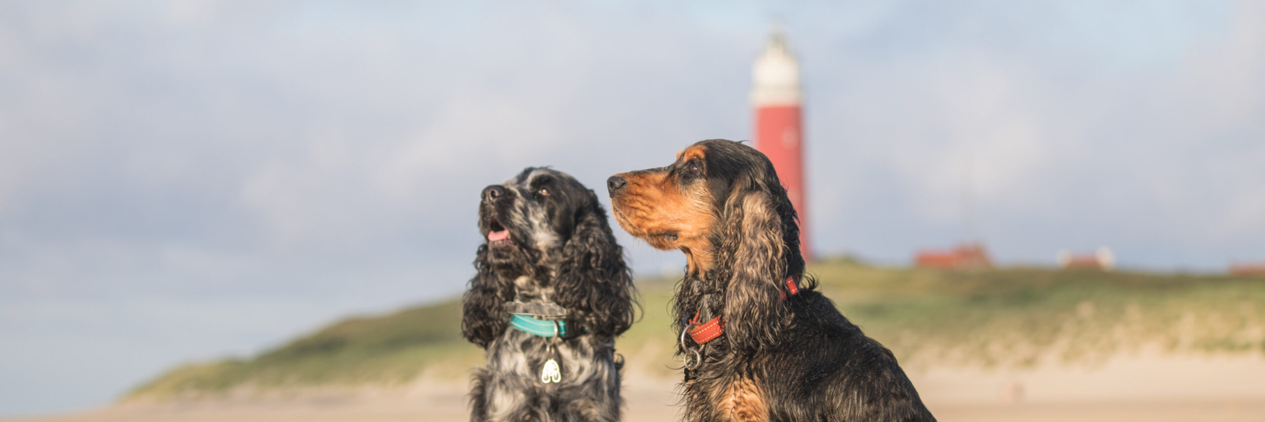 Fotowedstrijd hond NL - jose hoekstra
