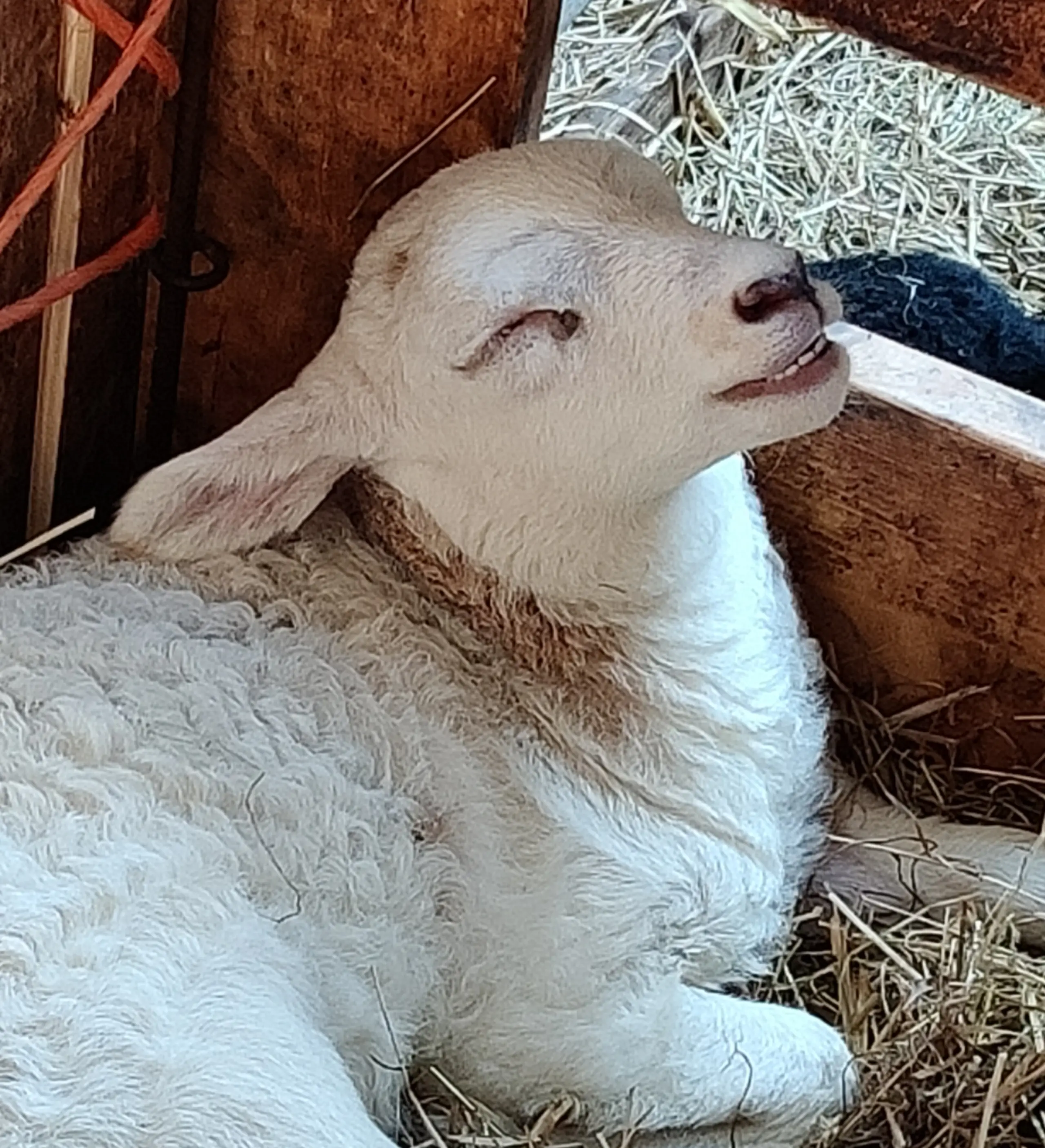 Lämchen Schapenboerderij Texel